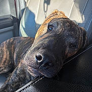Baroll joined the competition — help win amazing prizes! dog, brindle, pet, car_interior, leather_seat, resting, sleepy, closeup, sunlight, nose, fur, animal, canine, seat, window, shadow, daylight, relaxing, portrait, domestic_animal