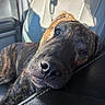 dog, brindle, pet, car_interior, leather_seat, resting, sleepy, closeup, sunlight, nose, fur, animal, canine, seat, window, shadow, daylight, relaxing, portrait, domestic_animal