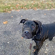 Ninja is registered to the contest to win money with this photo: dog, black_dog, pet, leash, outdoor, pavement, grass, curious, animal, canine, portrait, walking, ears, collar, close_up, muzzle, eyes, fur, nature, daylight