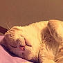 Butters is registered to the contest to win money with this photo: cat, sleeping, paw_pads, relaxed, cozy, indoor, soft_lighting, bed, blanket, fur, pink_nose, whiskers, cute, pet, animal, feline, close_up, resting, warm_colors, fluffy