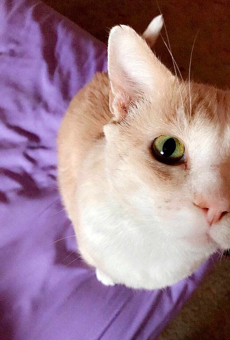 Butters is registered to the contest to win money with this photo: cat, close_up, green_eyes, curious, fluffy, pet, animal, indoor, purple_blanket, soft_lighting, whiskers, ears, feline, cute, domestic_cat, looking_up, nose, fur, portrait, companion