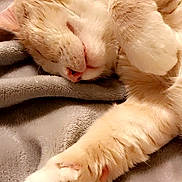 Butters is registered to the contest to win money with this photo: cat, sleeping, paw, pink_pads, orange_fur, white_fur, close_up, blanket, soft_texture, cozy, relaxed, pet, animal, fur, cute, domestic, resting, indoor, comfort, nap