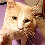 Butters is registered to the contest to win money with this photo: cat, cream_colored, white, paw, bed, purple_bedspread, indoor, close_up, whiskers, curious, pet, feline, ears, nose, eyes, fur, animal, cozy, pillow, room