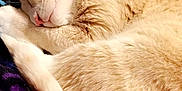 Butters is registered to the contest to win money with this photo: cat, sleeping, cream_color, fur, tail, blanket, indoor, furniture, dresser, cozy, resting, pet, animal, closeup, soft, relaxed, mammal, domestic, cute, comfortable