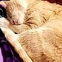 cat, sleeping, cream_color, fur, tail, blanket, indoor, furniture, dresser, cozy, resting, pet, animal, closeup, soft, relaxed, mammal, domestic, cute, comfortable