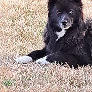Belle participe au concours pour gagner de l'argent avec cette photo : dog, animal, outdoor, grass, black_fur, white_paws, white_chest, lying_down, heterochromia, pet, canine, fur, nature, guard_dog, alert, portrait, daylight, mammal, watchful, relaxed