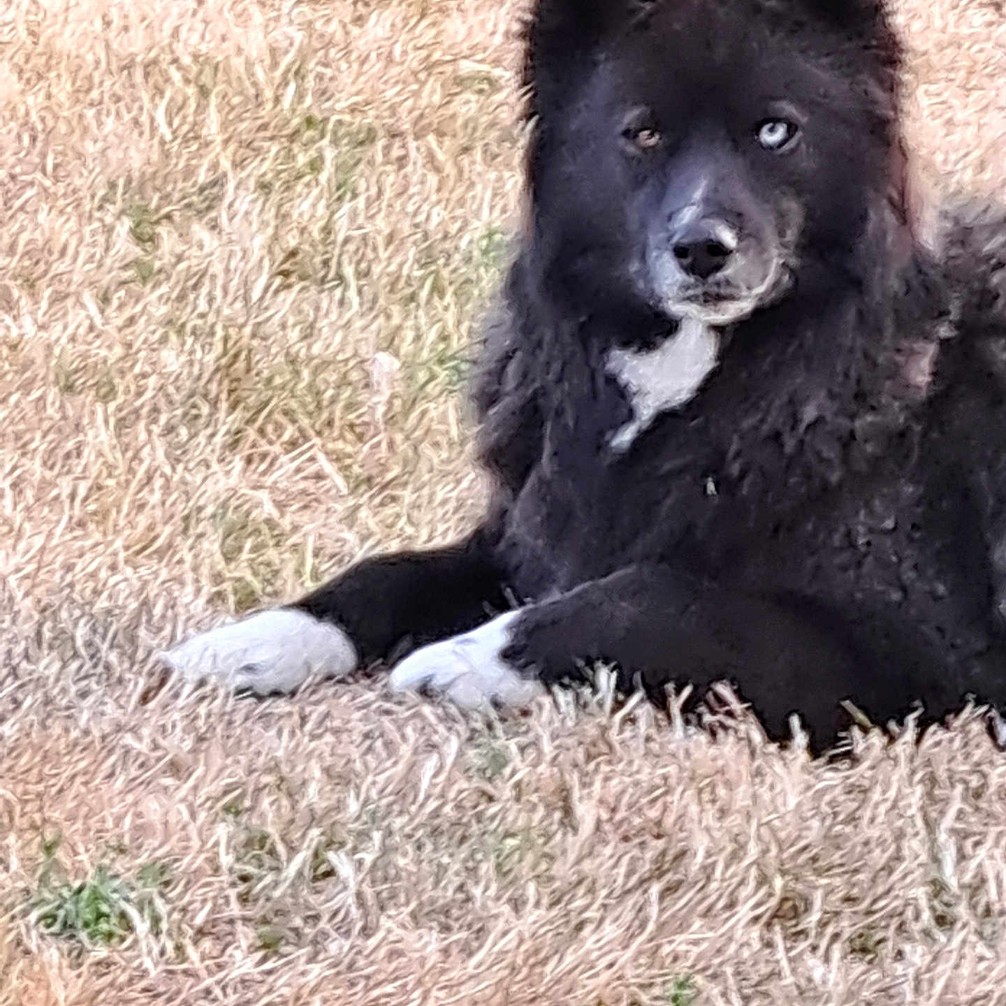Belle participe au concours pour gagner de l'argent avec cette photo : dog, animal, outdoor, grass, black_fur, white_paws, white_chest, lying_down, heterochromia, pet, canine, fur, nature, guard_dog, alert, portrait, daylight, mammal, watchful, relaxed