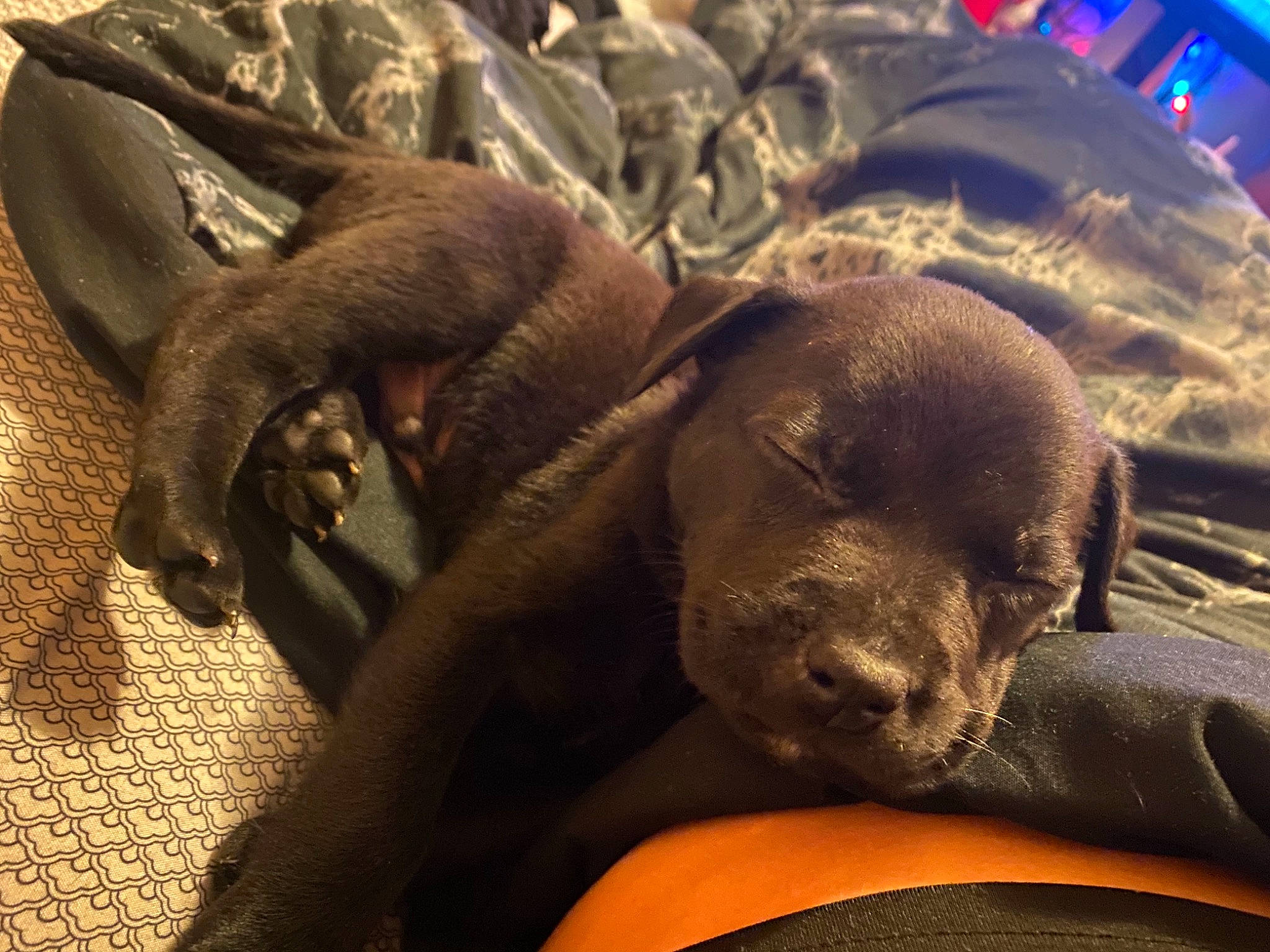 Doobie joined the competition — help win amazing prizes! canidae, carnivore, cloud, comfort, companion_dog, dog, dog_breed, fawn, fur, grey, guard_dog, liver, metal, non_sporting_group, pet_supply, snout, sporting_group, terrestrial_animal, whiskers, working_animal