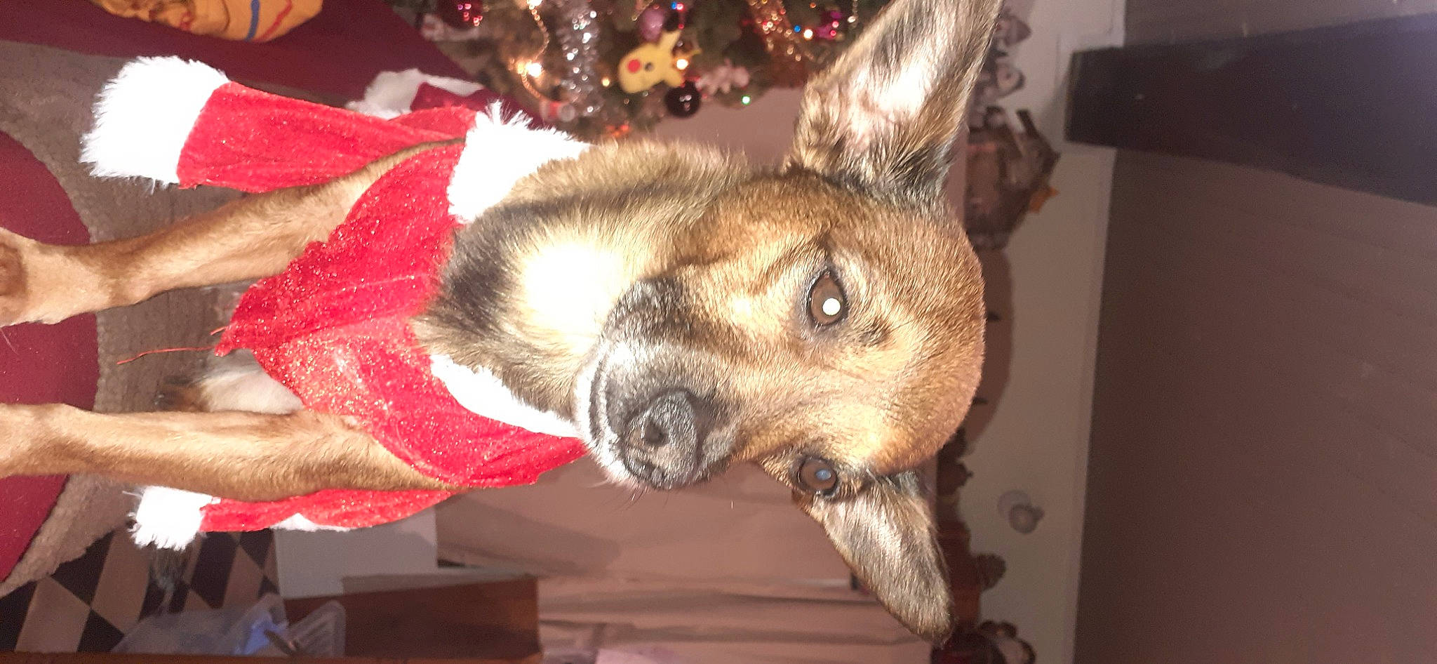 Myra participe au concours pour gagner de l'argent avec cette photo : canidae, carnivore, christmas_decoration, christmas_ornament, companion_dog, dog, dog_breed, event, fawn, fur, holiday, holiday_ornament, ornament, snout, sporting_group, tail, terrestrial_animal, whiskers, wood, working_animal