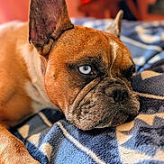 Orka participe au concours pour gagner de l'argent avec cette photo : animal, blanket, blue_eyes, brown_fur, close_up, cozy, dog, ears, face, french_bulldog, fur_texture, indoor, laying_down, paw, pet, portrait, resting, snout, soft_focus, warm_lighting