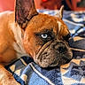 animal, blanket, blue_eyes, brown_fur, close_up, cozy, dog, ears, face, french_bulldog, fur_texture, indoor, laying_down, paw, pet, portrait, resting, snout, soft_focus, warm_lighting