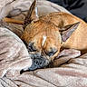 Orka a rejoint le concours — aidez-le/la à gagner de superbes lots ! animal, blanket, brown, closeup, comfort, cozy, cute, dog, ears, fur, indoors, nap, pet, portrait, relaxed, resting, sleeping, snuggle, soft, warm