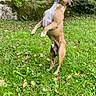Orka participe au concours pour gagner de l'argent avec cette photo : alert, animal, brown_dog, canine, daylight, dog, ears, grass, greenery, jumping, leaves, moss, nature, outdoor, park, playful, standing, stone_wall, tree, white_chest