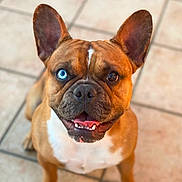 Orka participe au concours pour gagner de l'argent avec cette photo : animal, blue_eye, brown_dog, brown_eye, canine, close_up, cute, dog, domestic_animal, ears_up, friendly, happy, heterochromia, indoor, looking_up, pet, portrait, smiling, tile_floor, tongue_out