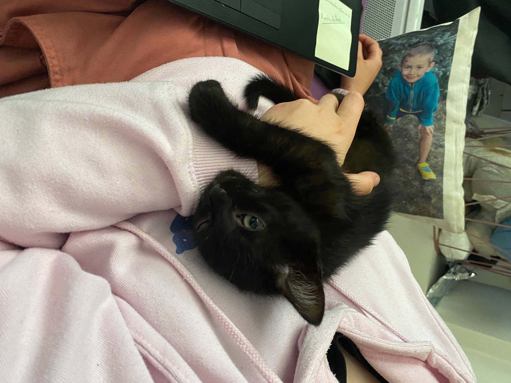 Wolverine a rejoint le concours — aidez-le/la à gagner de superbes lots ! black_cat, carnivore, cat, claw, comfort, companion_dog, domestic_short_haired_cat, felidae, fur, gesture, human_leg, lap, linens, nail, small_to_medium_sized_cats, tail, thigh, thumb, whiskers, wrist