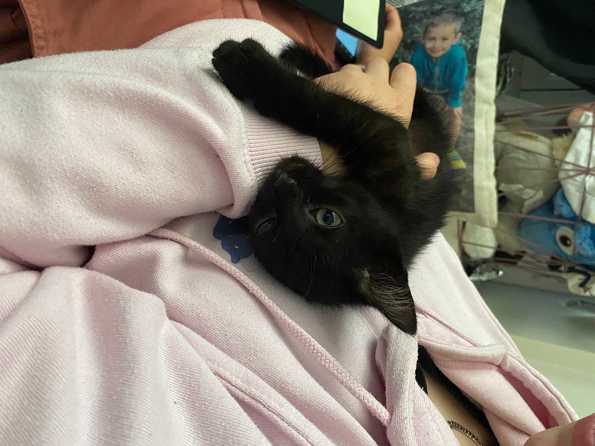 Wolverine a rejoint le concours — aidez-le/la à gagner de superbes lots ! bed, carnivore, claw, comfort, companion_dog, domestic_short_haired_cat, felidae, fur, gesture, grey, human_leg, knee, lap, linens, nail, small_to_medium_sized_cats, textile, thigh, whiskers, wrist