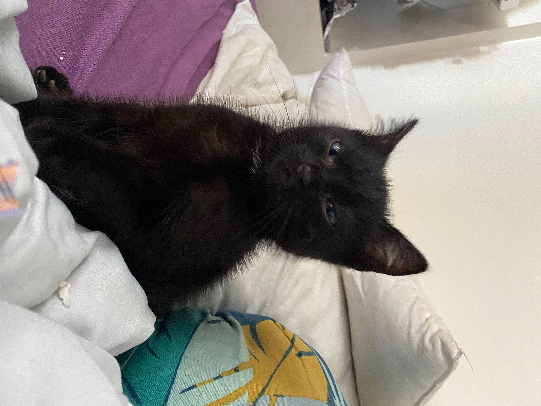 Wolverine participe au concours pour gagner de l'argent avec cette photo : bed, black_cat, bombay, carnivore, cat, claw, comfort, domestic_short_haired_cat, felidae, fur, linens, room, sitting, small_to_medium_sized_cats, tail, whiskers