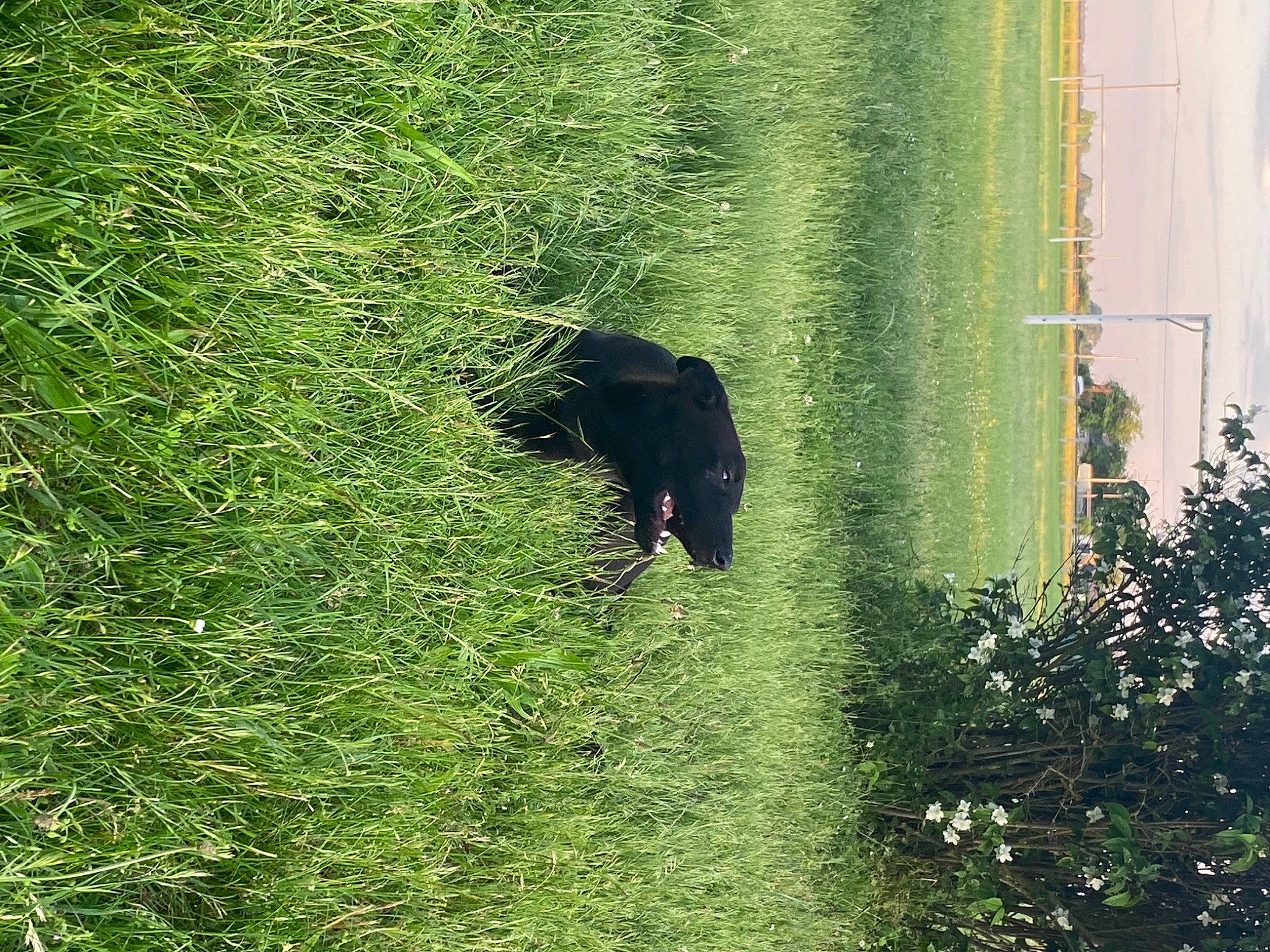 Soul a rejoint le concours — aidez-le/la à gagner de superbes lots ! biome, grass, grass_family, grassland, groundcover, landscape, lawn, natural_landscape, organism, people_in_nature, plant, shadow, shrub, terrestrial_animal, terrestrial_plant, tints_and_shades, tree, trunk, water, window