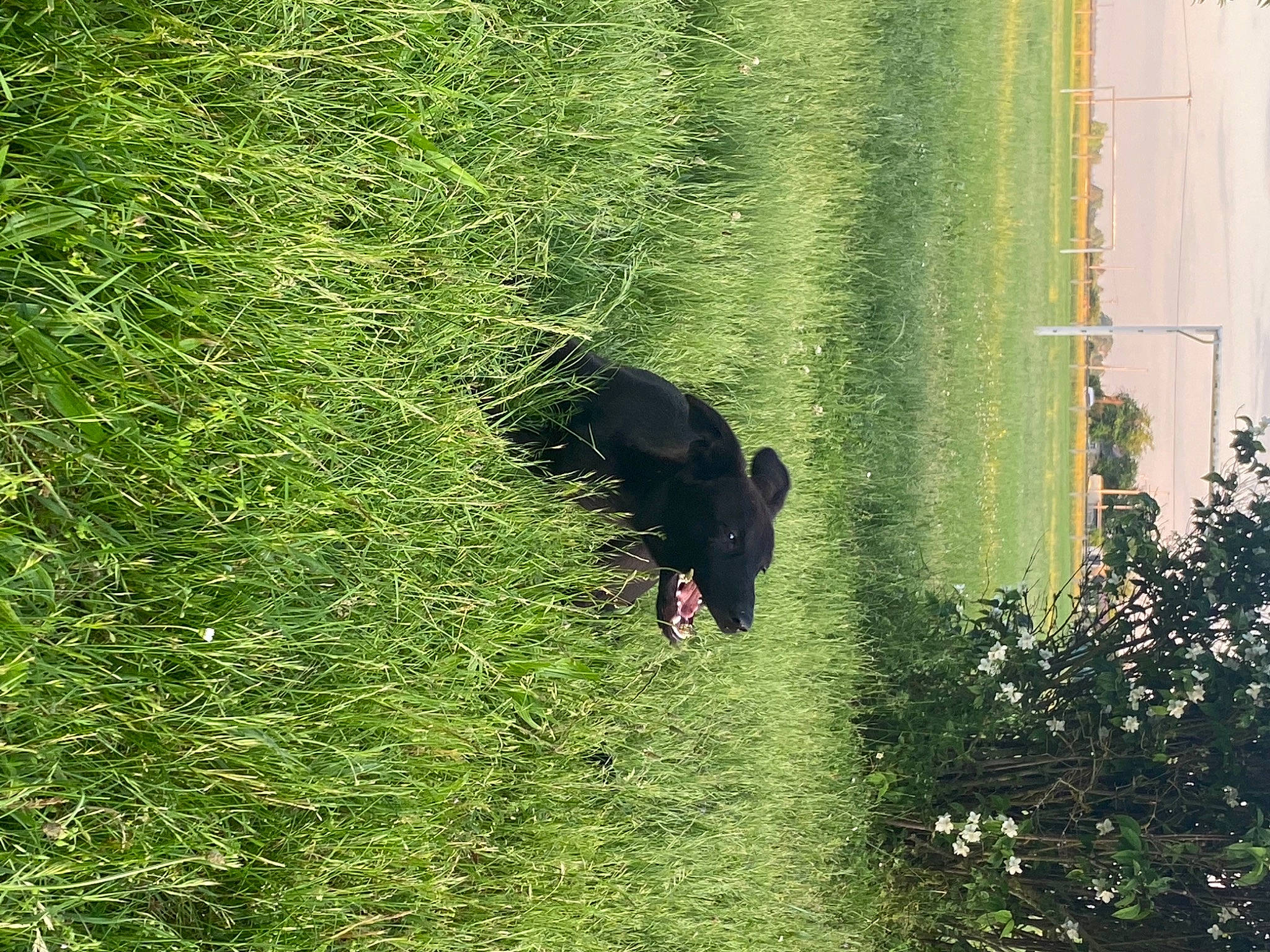 Soul a rejoint le concours — aidez-le/la à gagner de superbes lots ! biome, botany, carnivore, grass, groundcover, mammal, natural_environment, nature, organism, people_in_nature, plant, shrub, terrestrial_plant, tints_and_shades, tree, vegetation, vertebrate, water, window, woody_plant
