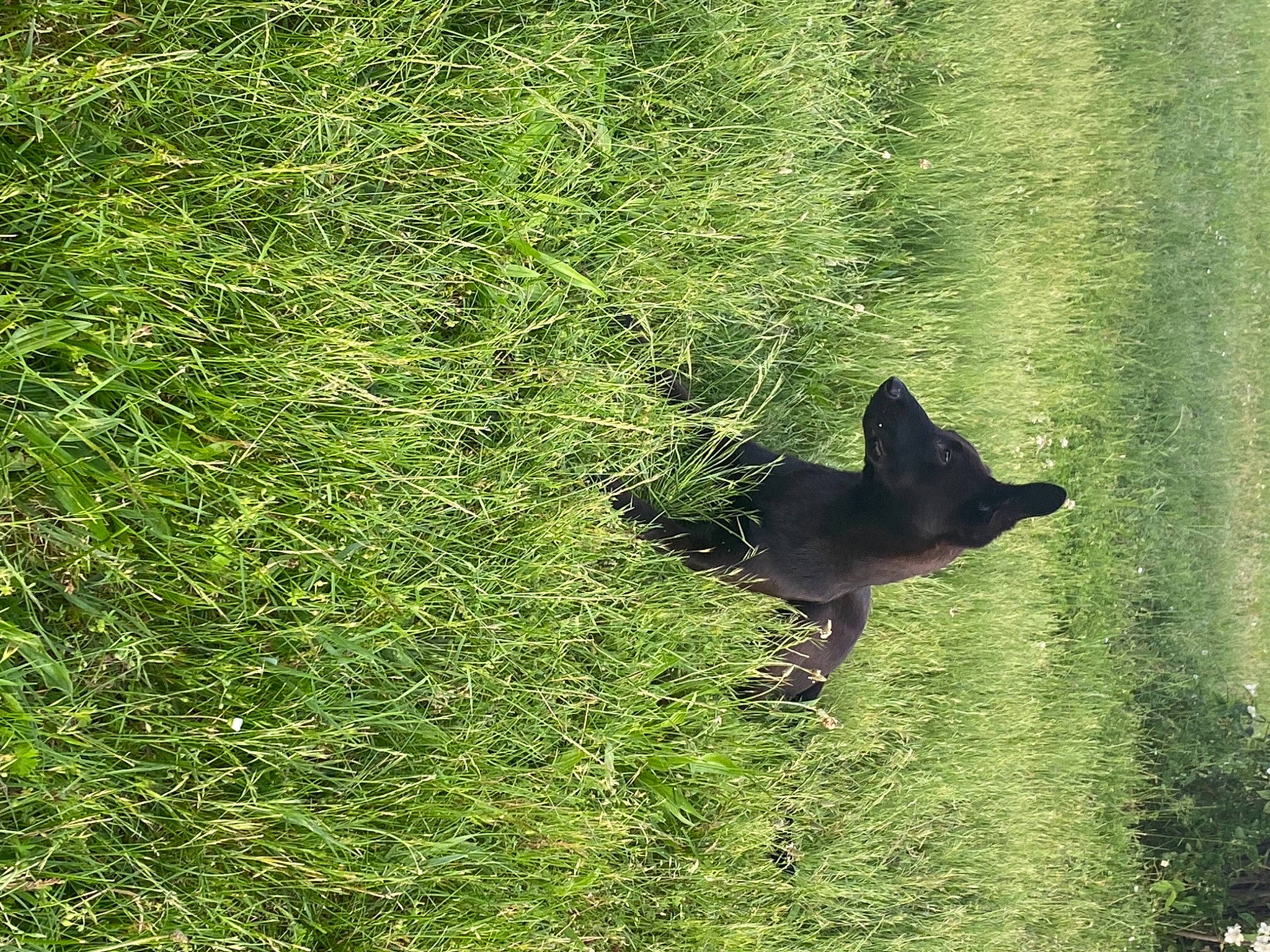 Soul participe au concours pour gagner de l'argent avec cette photo : canidae, carnivore, dog, dog_breed, grass, grass_family, grassland, groundcover, landscape, pasture, plant, prairie, shadow, shrub, tail, terrestrial_animal, terrestrial_plant, tints_and_shades, tree, wildlife