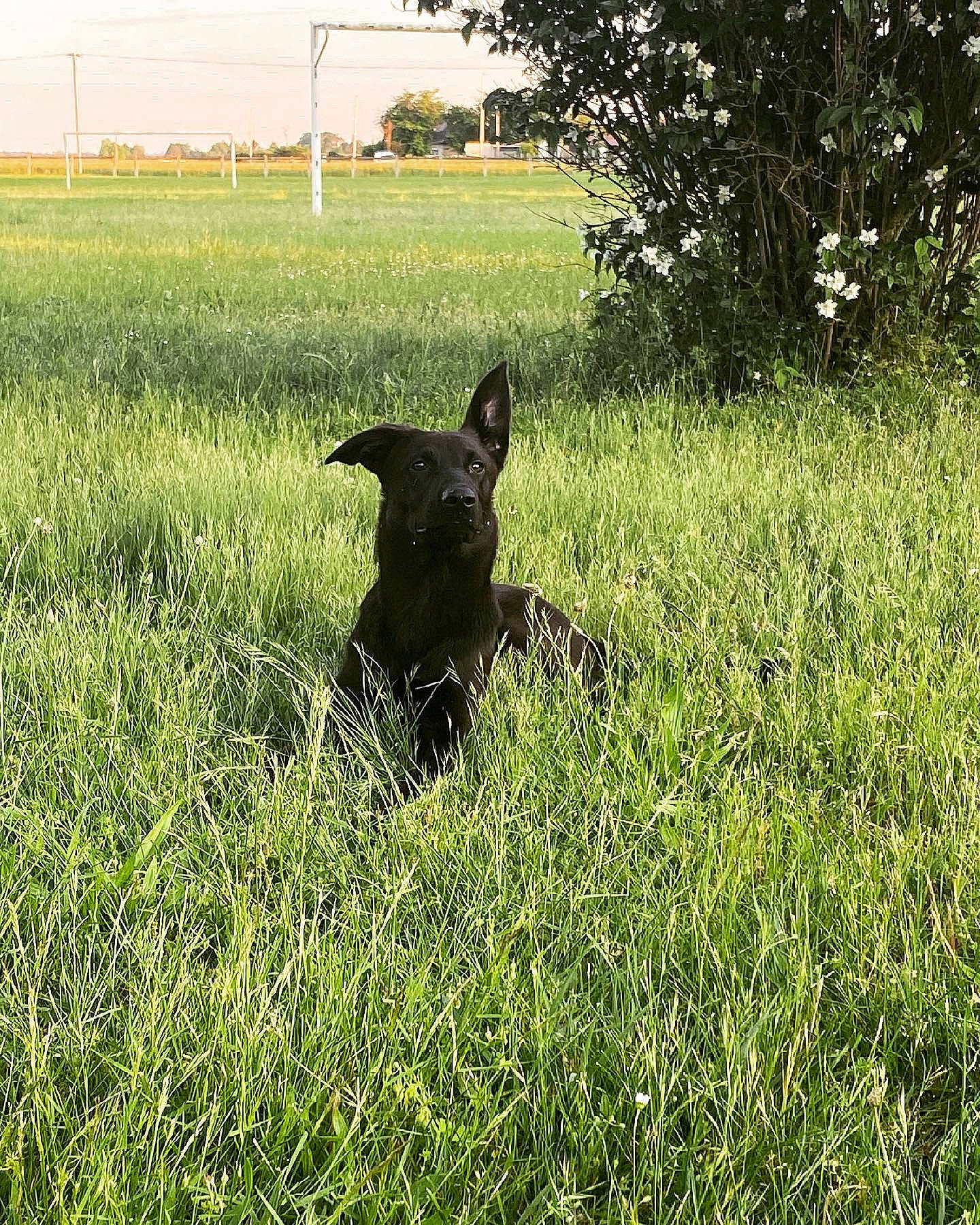 Soul a rejoint le concours — aidez-le/la à gagner de superbes lots ! carnivore, dog, dog_breed, fawn, grass, grass_family, grassland, groundcover, meadow, natural_landscape, plant, prairie, rural_area, sky, snout, sporting_group, tail, tints_and_shades, tree, working_animal