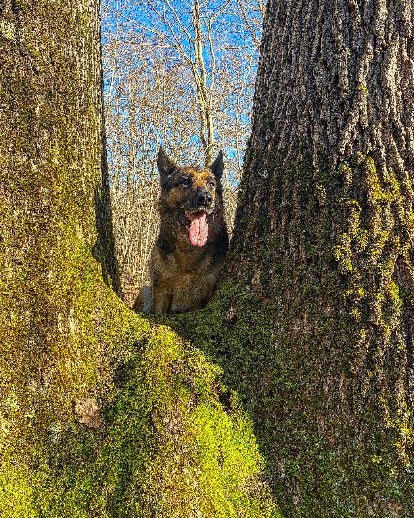 Justice participe au concours pour gagner de l'argent avec cette photo : bedrock, carnivore, fawn, felidae, forest, grass, groundcover, natural_landscape, plant, rodent, small_to_medium_sized_cats, snout, squirrel, tail, terrestrial_animal, tree, trunk, twig, whiskers, wood