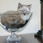 Marcel a rejoint le concours — aidez-le/la à gagner de superbes lots ! animal, cat, cozy, curious, curled_up, cute, decorative_lamp, domestic_cat, fluffy, furniture, glass_bowl, household, indoors, kitten, pet, resting, small_animal, still_life, tabletop, wooden_surface