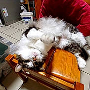 Titi a rejoint le concours — aidez-le/la à gagner de superbes lots ! cat, fluffy, white_and_gray, upside_down, lying_down, paws, whiskers, pink_nose, green_eyes, fur, pet, wooden_chair, indoor, kitchen, tile_floor, refrigerator, paint_bucket, red_cushion, relaxed, funny