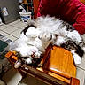 cat, fluffy, white_and_gray, upside_down, lying_down, paws, whiskers, pink_nose, green_eyes, fur, pet, wooden_chair, indoor, kitchen, tile_floor, refrigerator, paint_bucket, red_cushion, relaxed, funny