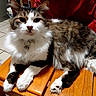 Titi a rejoint le concours — aidez-le/la à gagner de superbes lots ! cat, longhaired_cat, tabby, tuxedo_cat, pet, animal, feline, whiskers, ears, eyes, nose, collar, bell, fluffy, lounging, sitting, wooden_chair, indoor, tile_floor, red_blanket