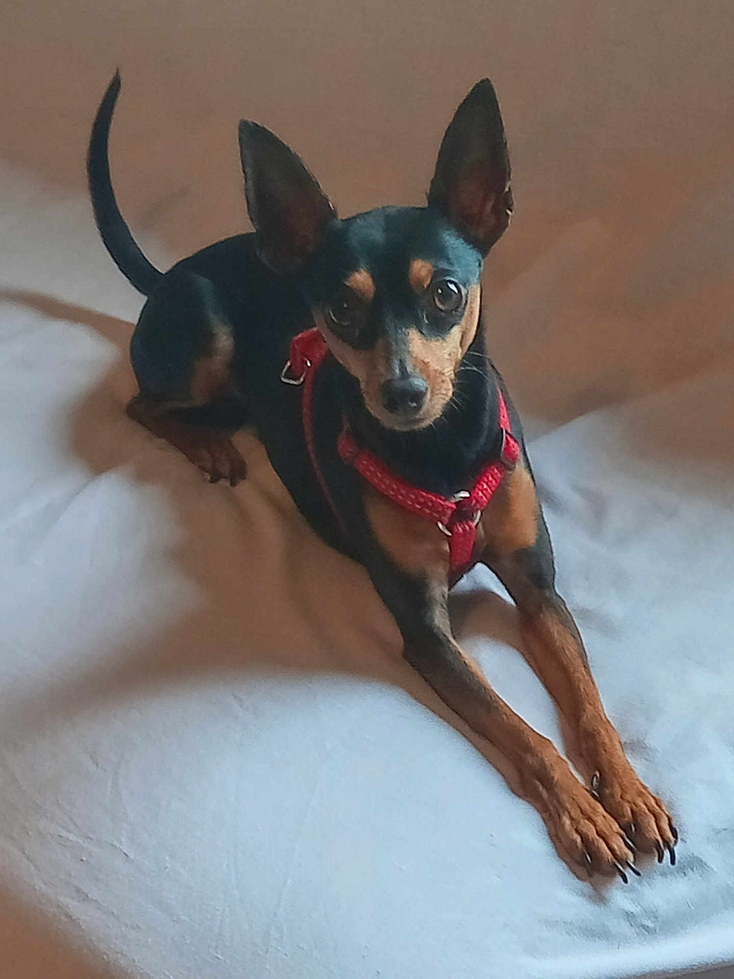 Zeus