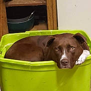 Max is registered to the contest to win money with this photo: dog, brown_dog, green_bin, plastic_bin, indoor, kitchen, storage_shelf, pots, pans, pet, animal, looking, curled_up, container, floor, domestic, cute, resting, white_paw, white_markings