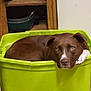 dog, brown_dog, green_bin, plastic_bin, indoor, kitchen, storage_shelf, pots, pans, pet, animal, looking, curled_up, container, floor, domestic, cute, resting, white_paw, white_markings