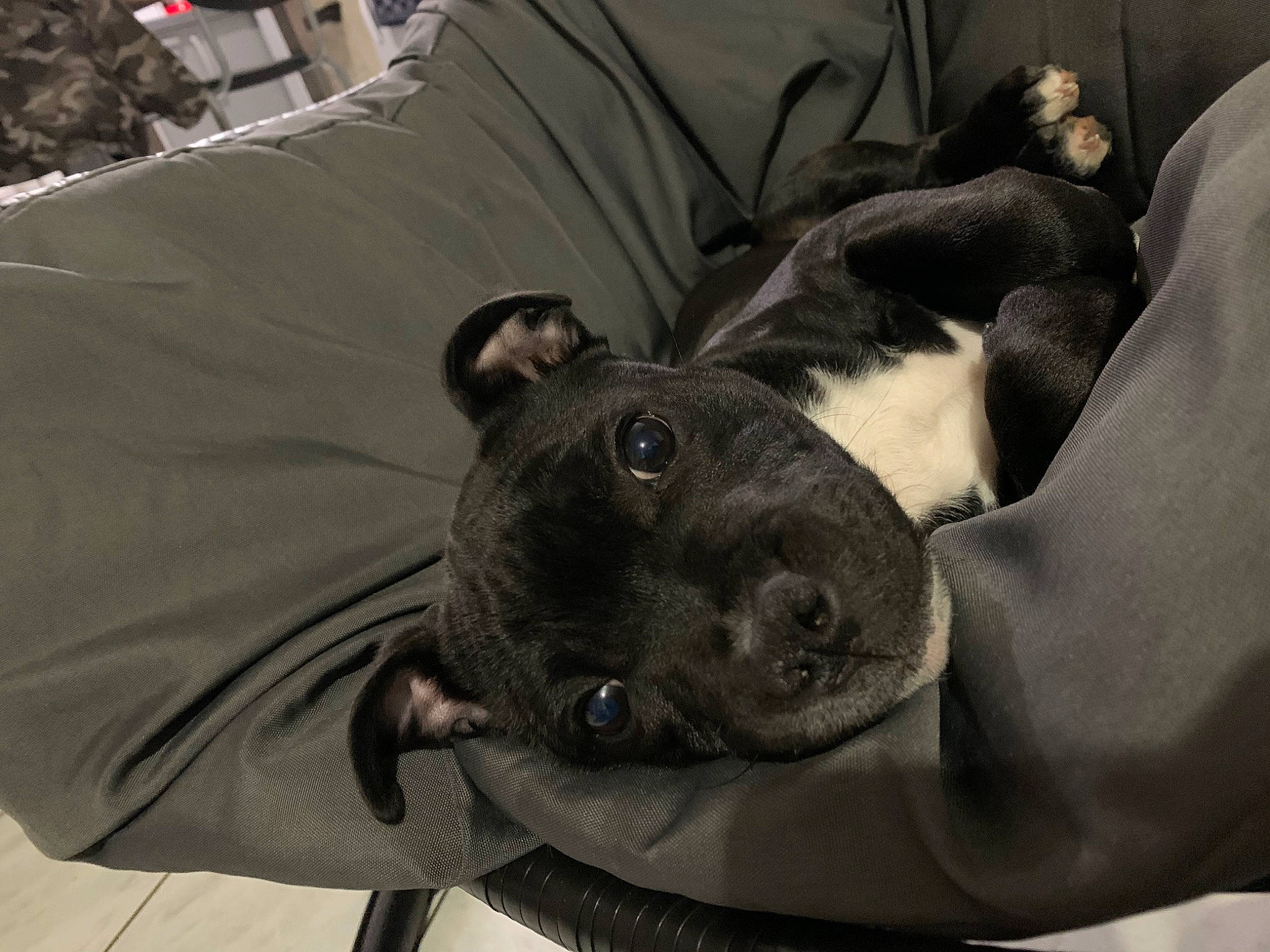 Poggy participe au concours pour gagner de l'argent avec cette photo : american_pit_bull_terrier, american_staffordshire_terrier, boston_terrier, canidae, carnivore, companion_dog, dog, dog_breed, eye, feist, french_bulldog, furniture, italian_greyhound, non_sporting_group, nose, puppy, snout, sporting_group, staffordshire_bull_terrier, whiskers