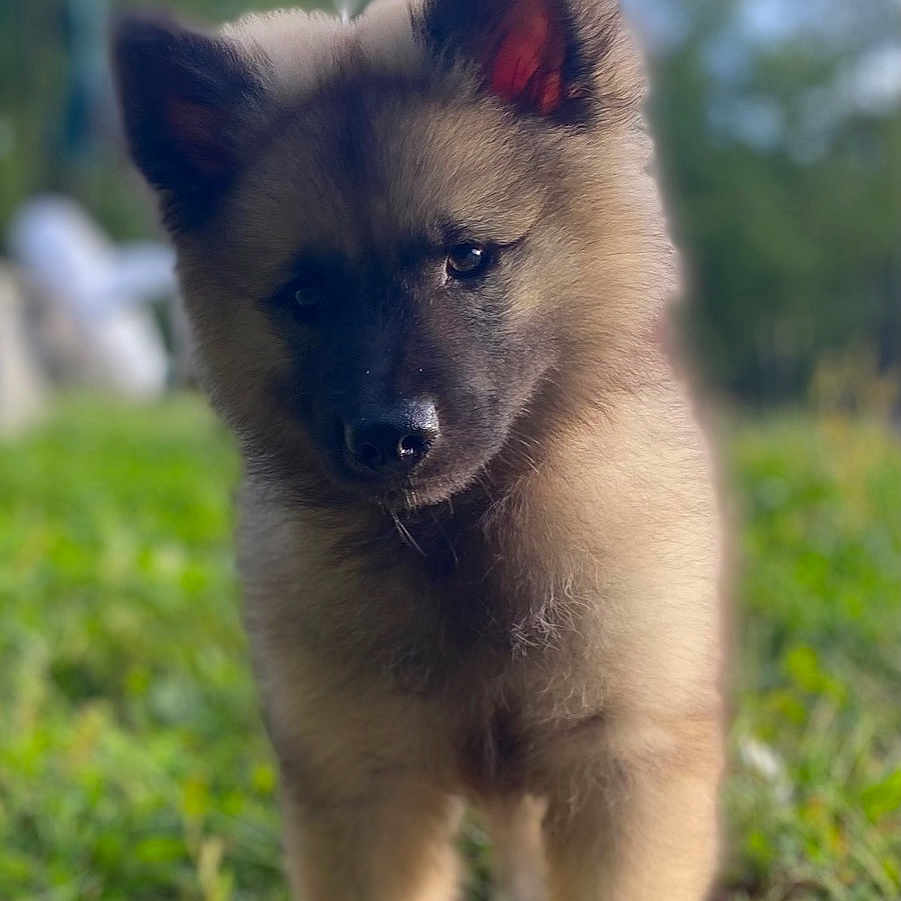 Ava