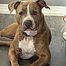 dog, pit_bull, brown_dog, white_chest, floppy_ears, sitting, indoors, tile_floor, portrait, pet, short_fur, white_markings, front_view, looking_at_camera, paws, muscular, collar, animal, companion, close_up
