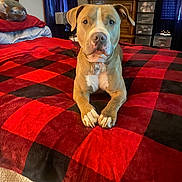 Audi joined the competition — help win amazing prizes! dog, canine, pet, portrait, sitting, indoors, bedroom, bed, blanket, checkered_pattern, red, black, brown, white_chest, collar, tag, floppy_ears, short_hair, front_facing, household