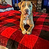 dog, canine, pet, portrait, sitting, indoors, bedroom, bed, blanket, checkered_pattern, red, black, brown, white_chest, collar, tag, floppy_ears, short_hair, front_facing, household