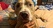 Audi is registered to the contest to win money with this photo: dog, pit_bull, shower_cap, pet, portrait, indoors, bedroom, bed, human, hand, holding, brown_fur, short_hair, close_up, sitting, front_facing, playful, costume, home, furniture