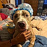 dog, pit_bull, shower_cap, pet, portrait, indoors, bedroom, bed, human, hand, holding, brown_fur, short_hair, close_up, sitting, front_facing, playful, costume, home, furniture