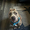Audi joined the competition — help win amazing prizes! dog, pit_bull, pet, portrait, sitting, indoors, floor, rug, wood_floor, blue_bandana, plush_toy, toy_on_head, short_hair, brown_fur, white_markings, facial_expression, looking_at_camera, collar, home, funny