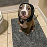 Audi is registered to the contest to win money with this photo: dog, pit_bull, brown_and_white, bonnet, headwear, sitting, indoors, bathroom, floor, tile, gray_mat, pet, portrait, looking_at_camera, serious_expression, white_chest, short_hair, collar, funny, domestic_animal