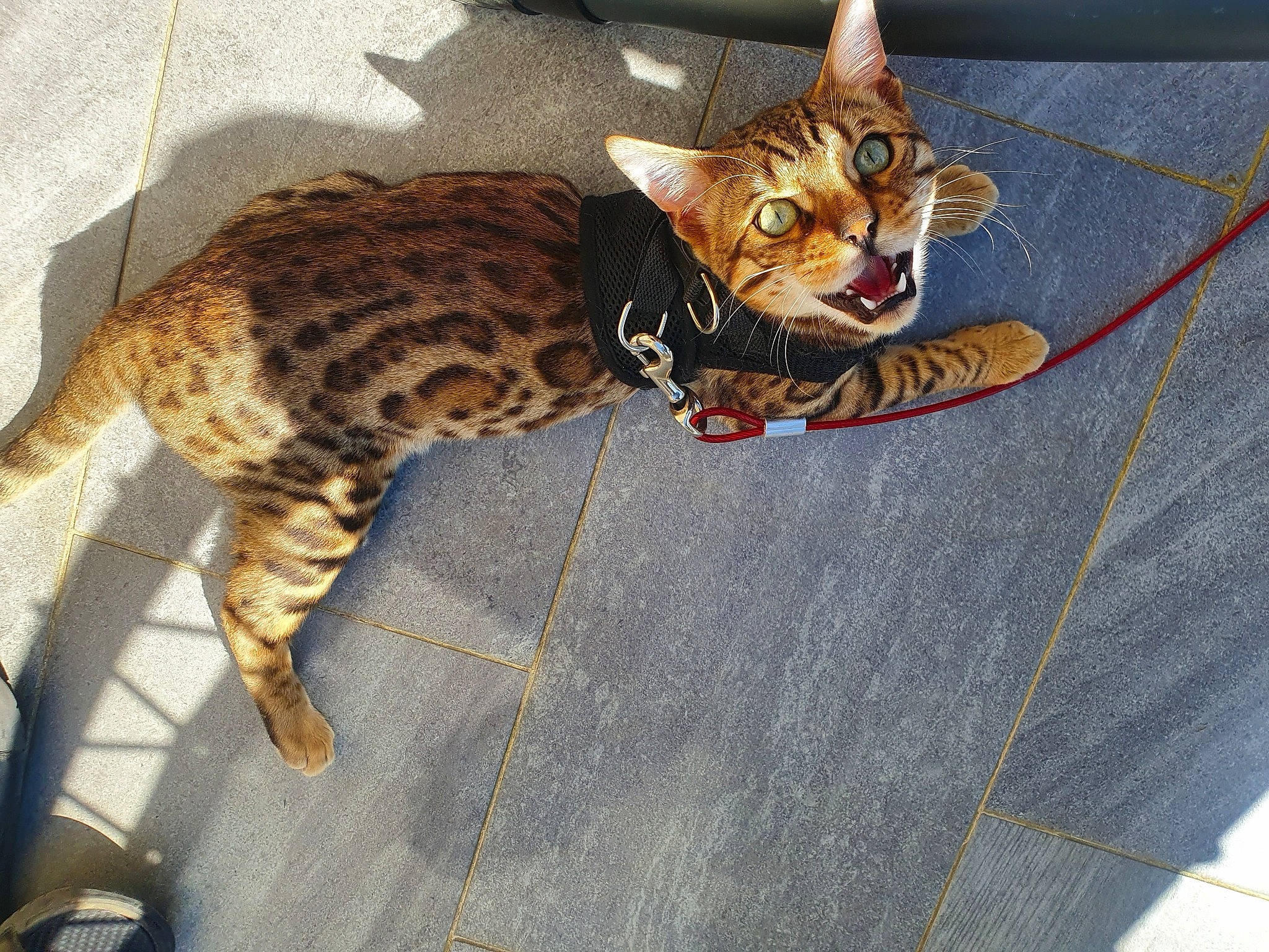 Puma a rejoint le concours — aidez-le/la à gagner de superbes lots ! arabian_mau, asian, bengal, carnivore, cat, domestic_short_haired_cat, dragon_li, egyptian_mau, european_shorthair, felidae, kitten, mammal, ocicat, savannah, small_to_medium_sized_cats, sokoke, tabby_cat, toyger, vertebrate, whiskers