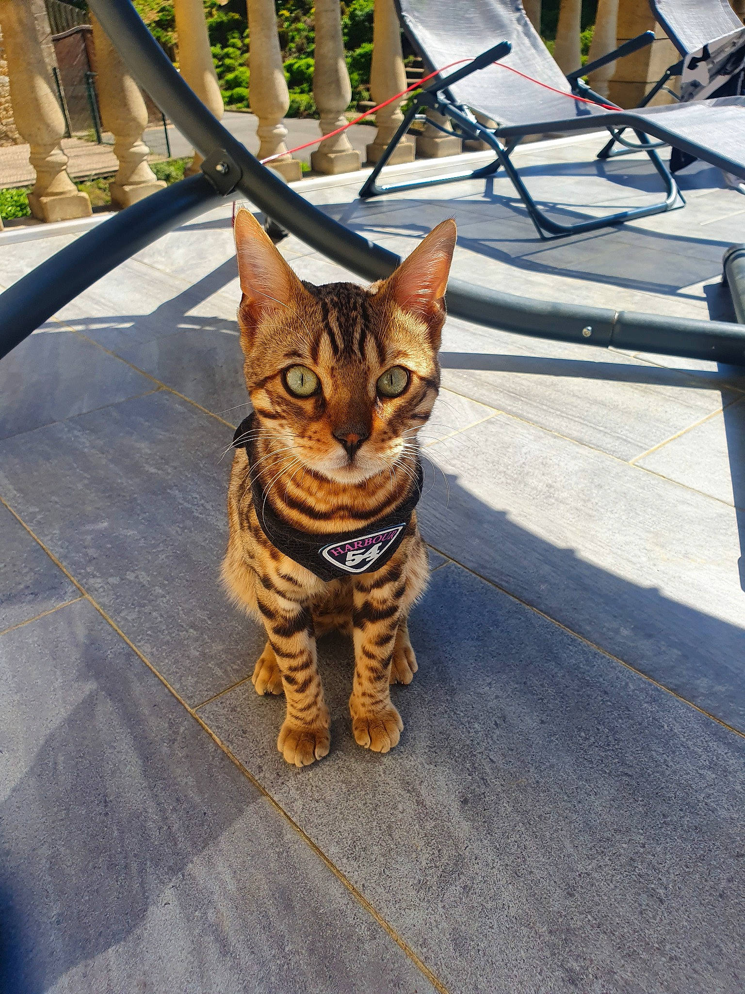 Puma participe au concours pour gagner de l'argent avec cette photo : aegean_cat, asian, bengal, carnivore, cat, domestic_short_haired_cat, dragon_li, egyptian_mau, european_shorthair, felidae, mammal, ocicat, small_to_medium_sized_cats, snapshot, snout, sokoke, tabby_cat, toyger, vertebrate, whiskers