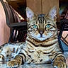 animal, bengal_cat, cat, chair, close_up, domestic_animal, feline, floor, fur, green_eyes, home, indoor, looking_at_camera, paws, pet, portrait, relaxed, resting, striped, whiskers