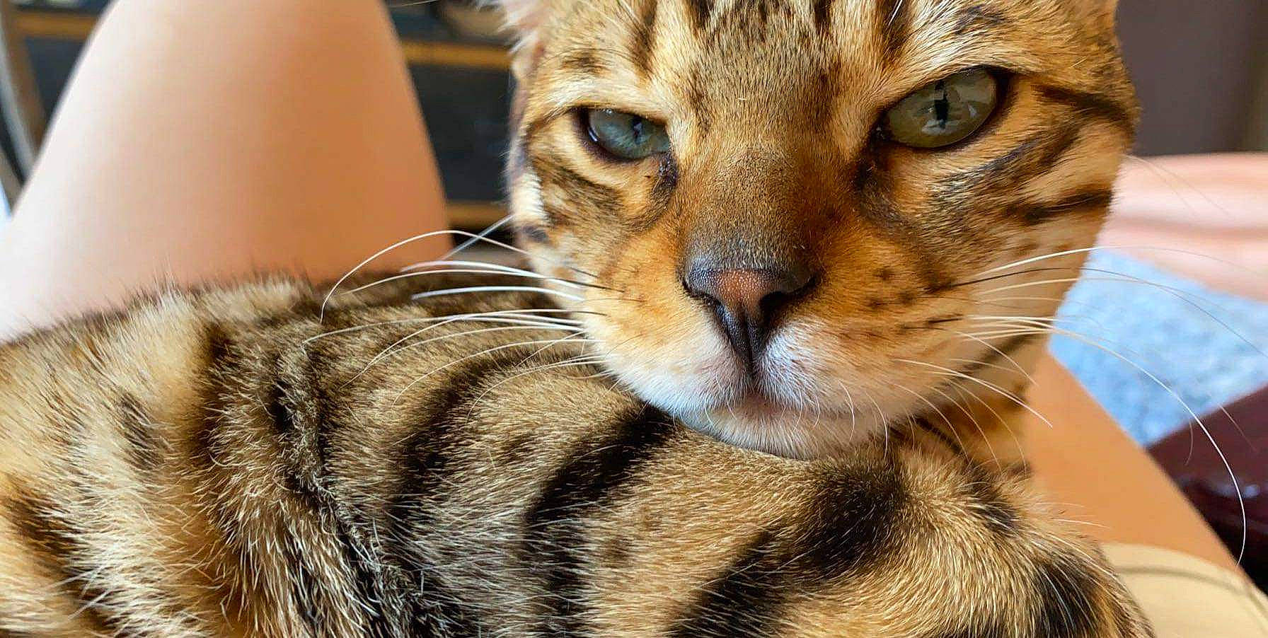 Puma participe au concours pour gagner de l'argent avec cette photo : american_shorthair, asian, australian_mist, bengal, california_spangled, carnivore, cat, close_up, domestic_short_haired_cat, dragon_li, european_shorthair, felidae, mammal, ocicat, small_to_medium_sized_cats, snout, tabby_cat, toyger, vertebrate, whiskers
