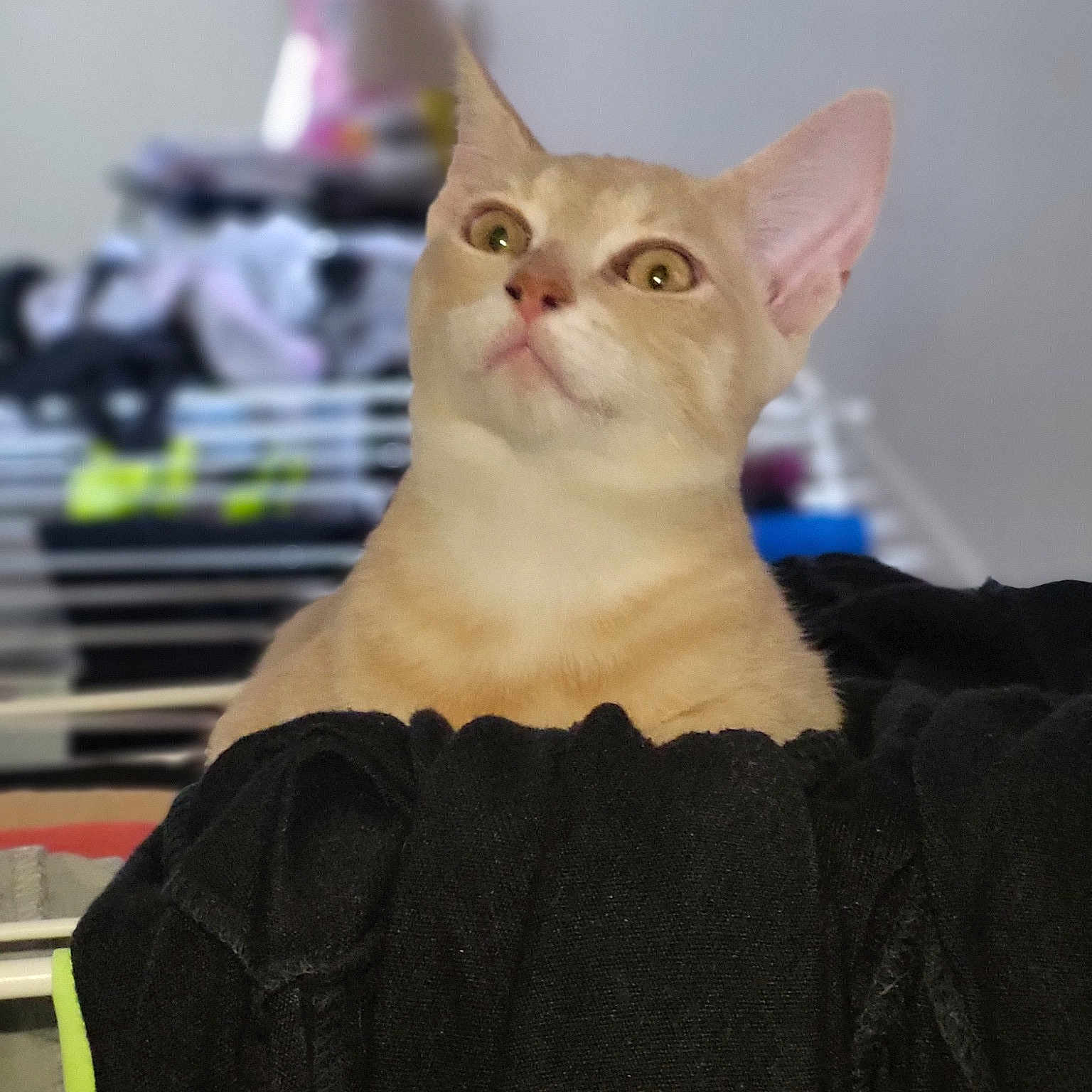 Symba