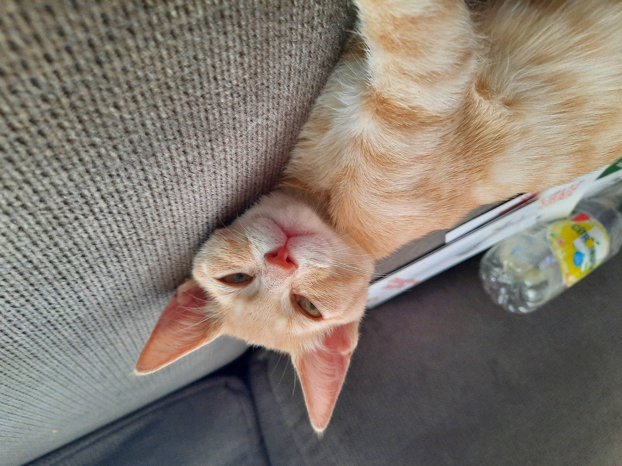 Symba a rejoint le concours — aidez-le/la à gagner de superbes lots ! bottle, carnivore, cat, claw, domestic_short_haired_cat, fawn, felidae, foot, fur, human_leg, linens, nail, pattern, paw, small_to_medium_sized_cats, snout, tail, toe, whiskers, woven_fabric