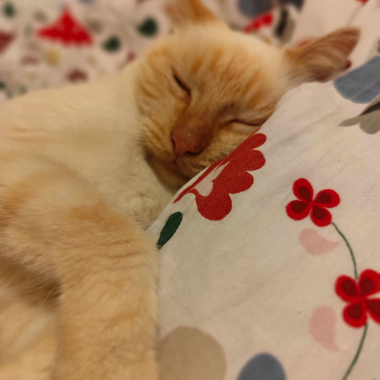 Pepina a rejoint le concours — aidez-le/la à gagner de superbes lots ! abyssinian, animal, applique, bed, blanket, cat, couch, cushion, flower, furniture, homedecor, kitten, linen, manx, pattern, person, pet, quilt, siamese, sleeping