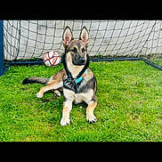 Kiara participe au concours pour gagner de l'argent avec cette photo : animal, canine, collar, daytime, dog, fence, field, german_shepherd, grass, nature, outdoor, pet, playful, puppy, resting, soccer_ball, soccer_goal, sport, summer, young_dog